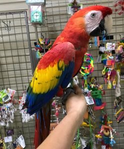 scarlet macaw for sale