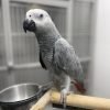 African Gray for Sale