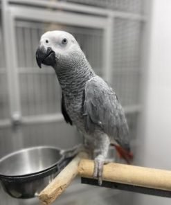 African Gray for Sale