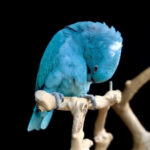 Blue Mutation Yellow Naped Amazon for Sale