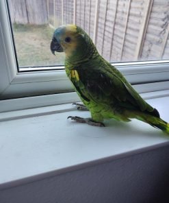 Blue Fronted Amazon Parrot for sale