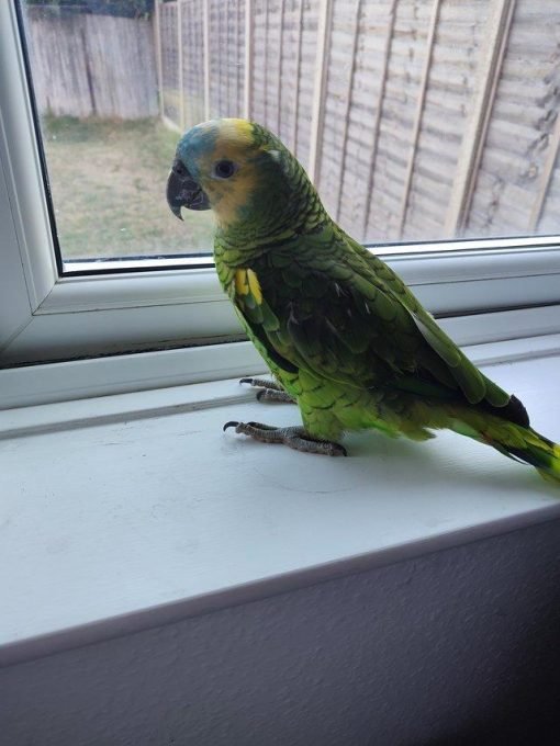 Blue Fronted Amazon Parrot for sale