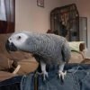 African grey for sale