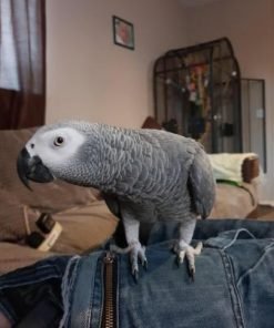 African grey for sale