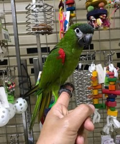 Hahns Macaw for Sale