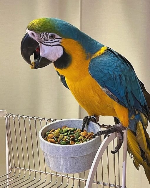 Blue and Gold Macaw for Sale | macaws for sale