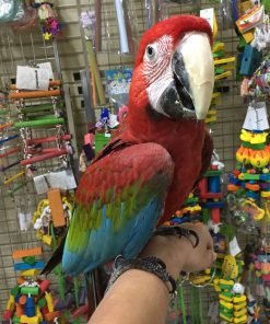 Greenwing Macaws for Sale