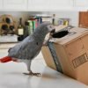 Congo African Gray Parrot for Sale Near Me