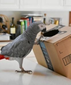 Congo African Gray Parrot for Sale Near Me