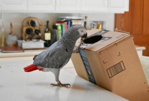 Congo African Gray Parrot for Sale Near Me