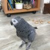 African Grey Bird for Sale