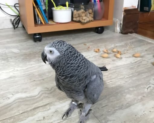 African Grey Bird for Sale