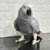 African grey parrot for sale