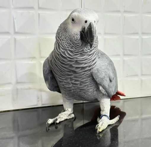 African grey parrot for sale