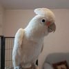 Parrot Umbrella Cockatoo for Sale