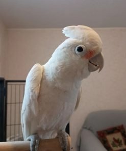 Parrot Umbrella Cockatoo for Sale