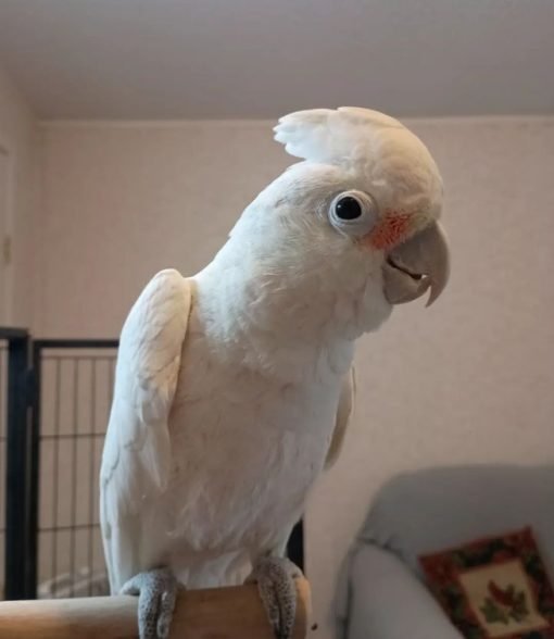 Parrot Umbrella Cockatoo for Sale