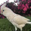 Major Mitchell Cockatoo for Sale