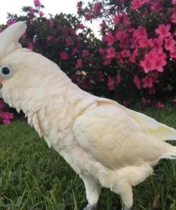 Major Mitchell Cockatoo for Sale