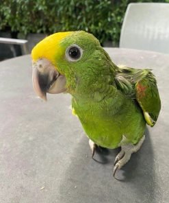 Double Yellow Headed Amazon for Sale