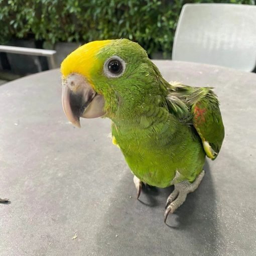 Double Yellow Headed Amazon for Sale