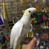 Citron Cockatoo for Sale