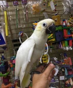 Citron Cockatoo for Sale