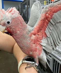 Solace Rose Breasted Cockatoo for Sale