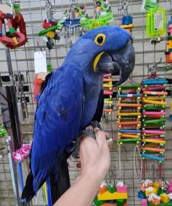 Hyacinth Macaws for Sale | Hyacinth Macaw for Sale