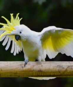 Sulphur Crested Cockatoo for Sale