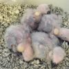 African gray parrots for sale