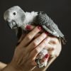 Grey African Parrot for Sale