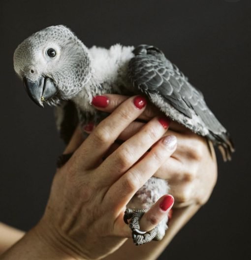 Grey African Parrot for Sale