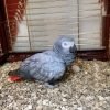 African gray parrot for sale