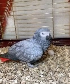 African gray parrot for sale