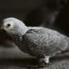 African grey parrot sale