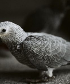 African grey parrot sale