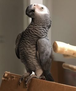 African parrot for sale