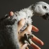 Timneh African Grey for Sale