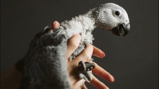 Timneh African Grey for Sale