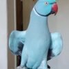 Indian ringneck parrots for sale