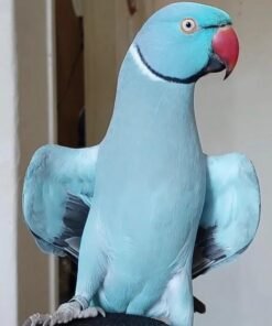 Blue Indian Ringneck Parrot for Sale