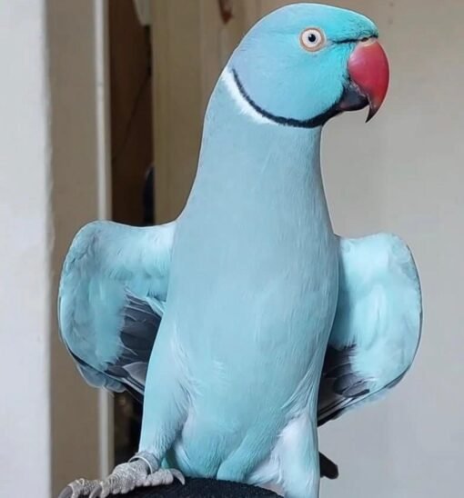 Indian ringneck parrots for sale