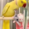 Yellow Indian Ringneck Parrot for Sale