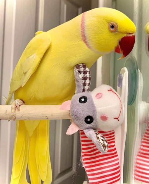 Yellow Indian Ringneck Parrot for Sale