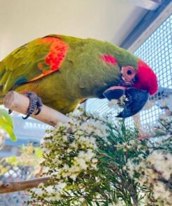 RED-CROWNED AMAZON